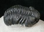 Thick Shelled Phacops Trilobite - Mrakib, Morocco #15664-1